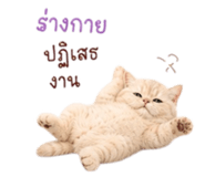 881809729
