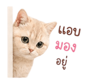 881809736