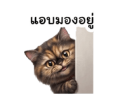 881811404