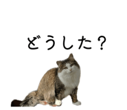 881888851