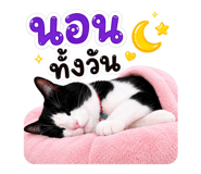 882531666