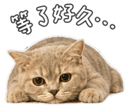 882613031