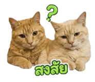 882904389