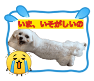 883037039