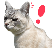 883068097