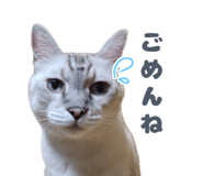 883068104
