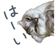 883068109