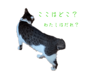 883163229
