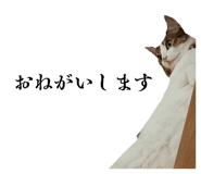 883163233