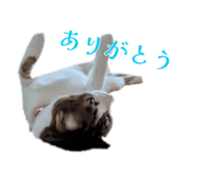883163237
