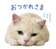 883167037