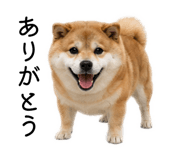 883181611