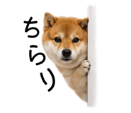 883181614
