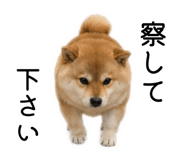 883181621