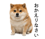 883181623