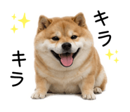 883181627