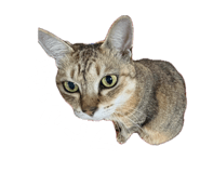 883197596