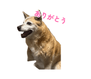 883218193