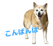 883218204