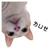 883287780