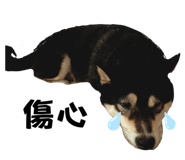 883300331