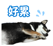883300334
