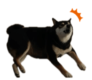 883300342