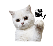 883305994