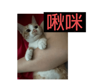 883312229