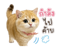 883335244