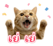 883337683