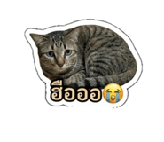 883337754