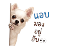 883370290
