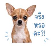 883374377