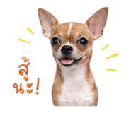 883375746