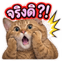 883423594