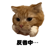 883444082