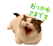 883445081