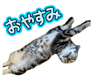 883445082