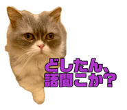883445091