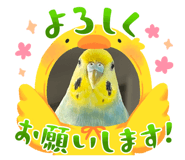 883447475