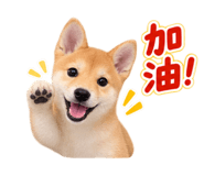 883468817