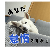 883493037