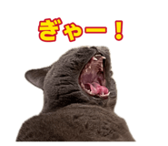 883506356