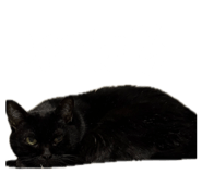 883525219