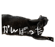 883525231