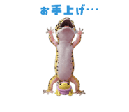 883535066