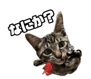 883535113