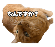 883537847