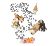 883540091